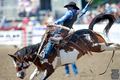 rodeo.saddle.bronc